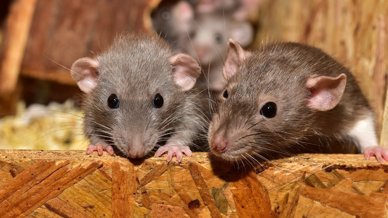 Ilustrasi tikus
