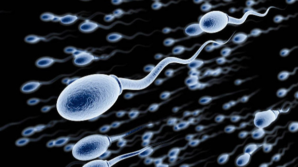 Ilustrasi sperma