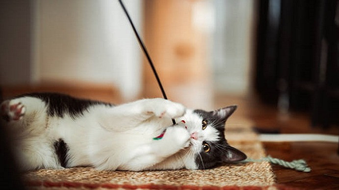 Ilustrasi Kucing