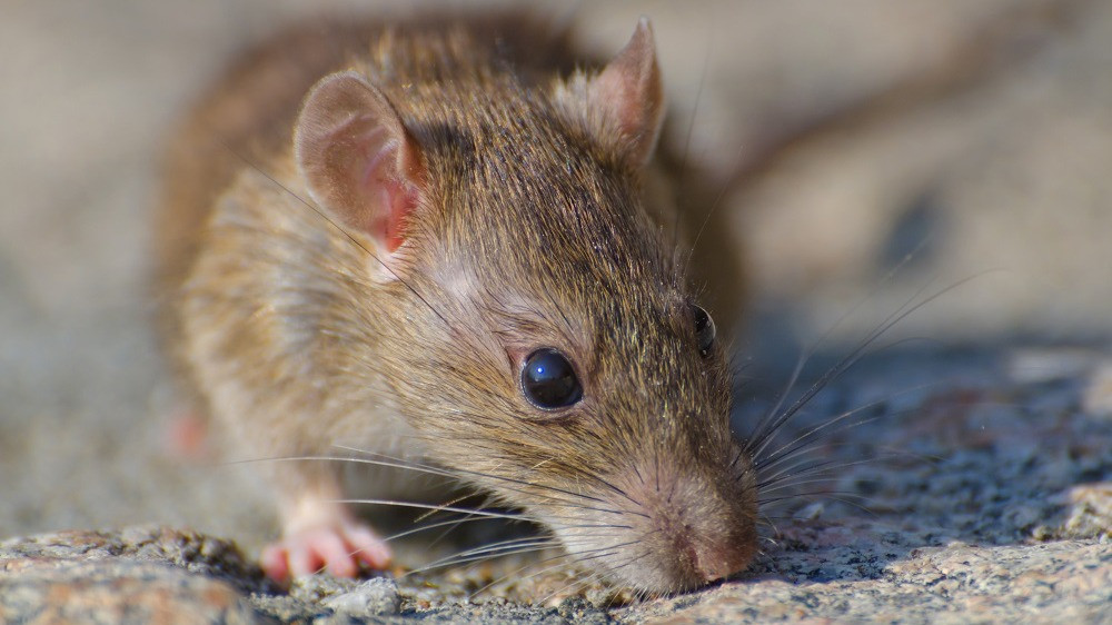 Ilustrasi tikus di rumah