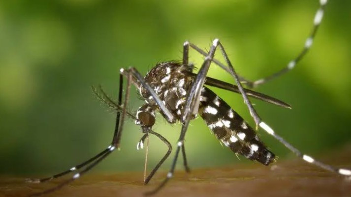 Ilustrasi nyamuk demam berdarah dengue (DBD)