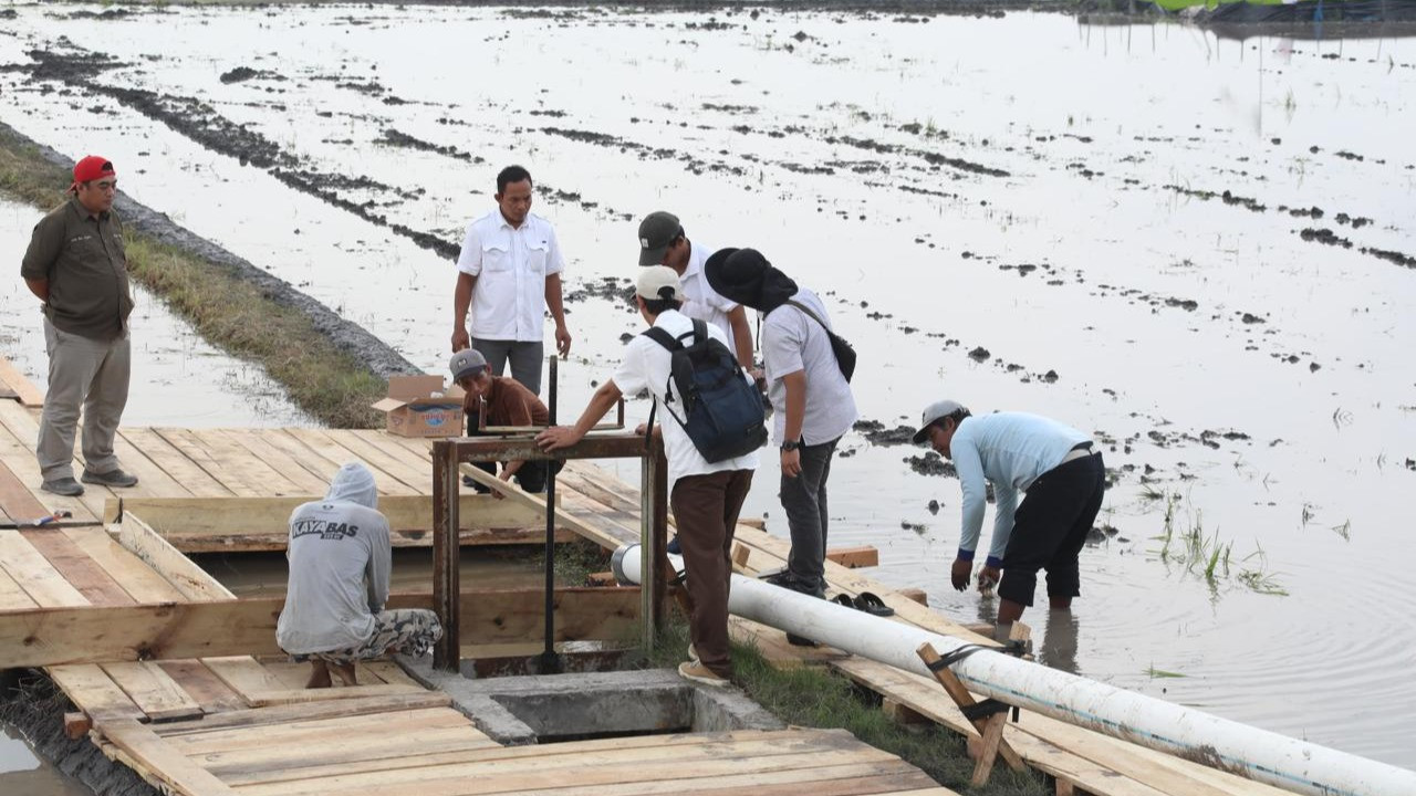 Di tengah musim kemarau yang sering menyebabkan penurunan produksi dan kenaikan harga gabah serta beras, Badan Pusat Statistik (BPS) justru melaporkan adanya penurunan rata-rata harga gabah.