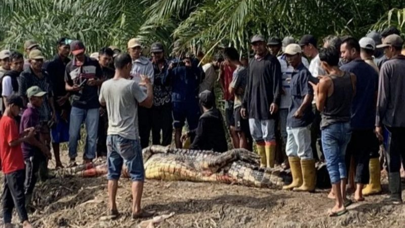 Warga saat membelah perut buaya muara yang menerkam seorang pria di Kabupaten Rokan Hilir, Riau.