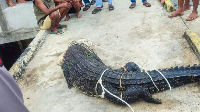 Buaya yang berhasil ditangkap