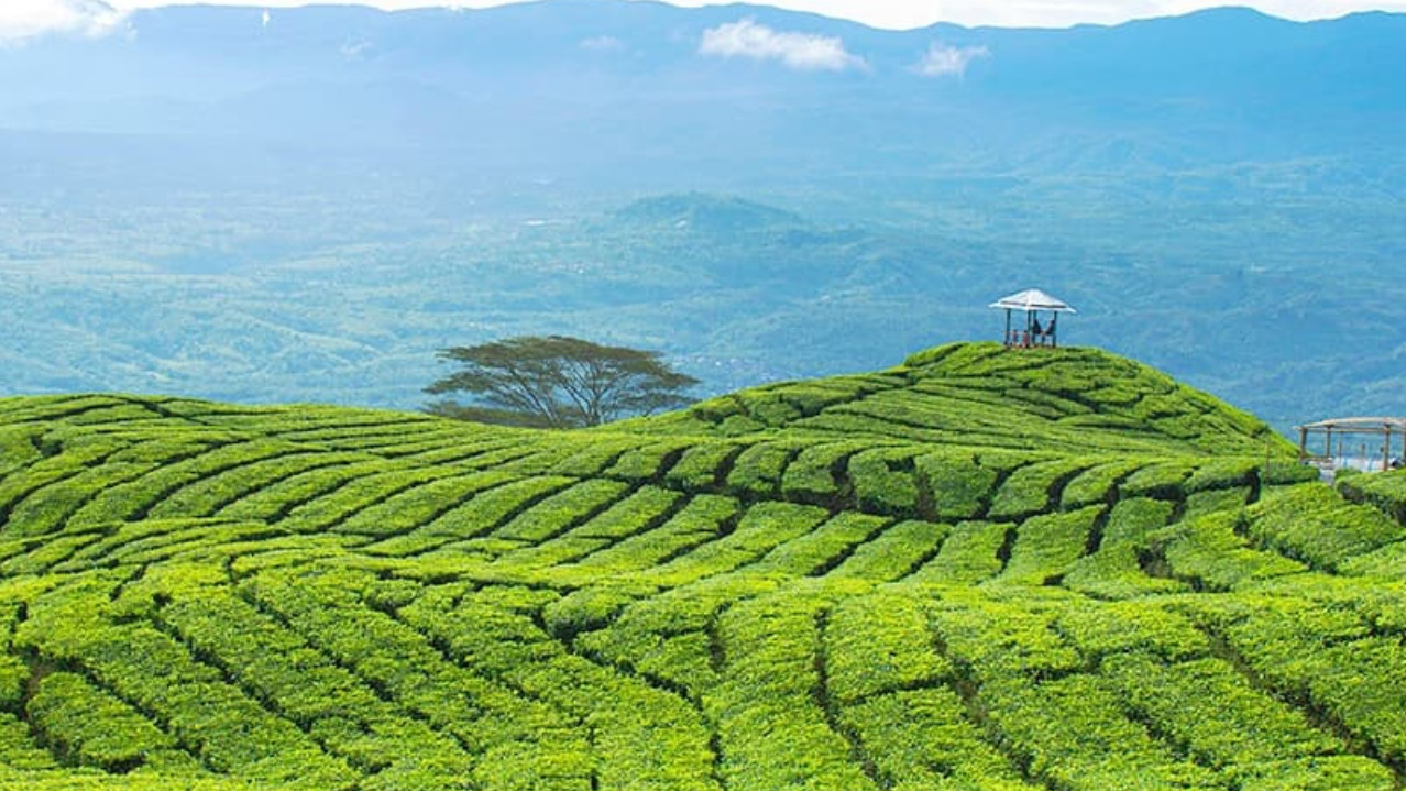 Pagar Alam (Sumatera Selatan)