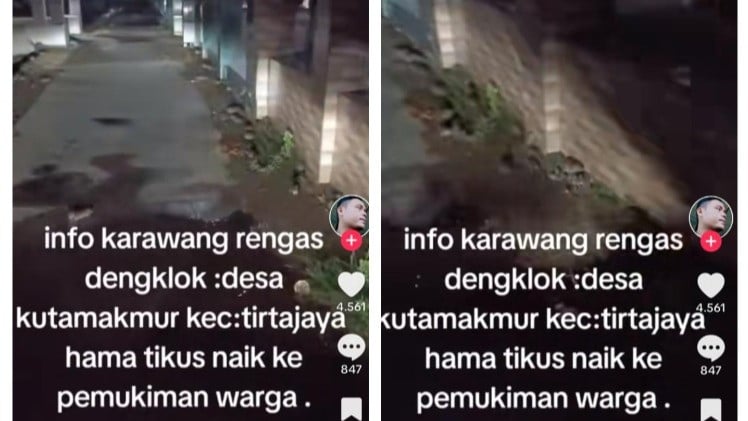 Kolase gerombolan tikus serang permukiman warga di Karawang, Jawa Barat.