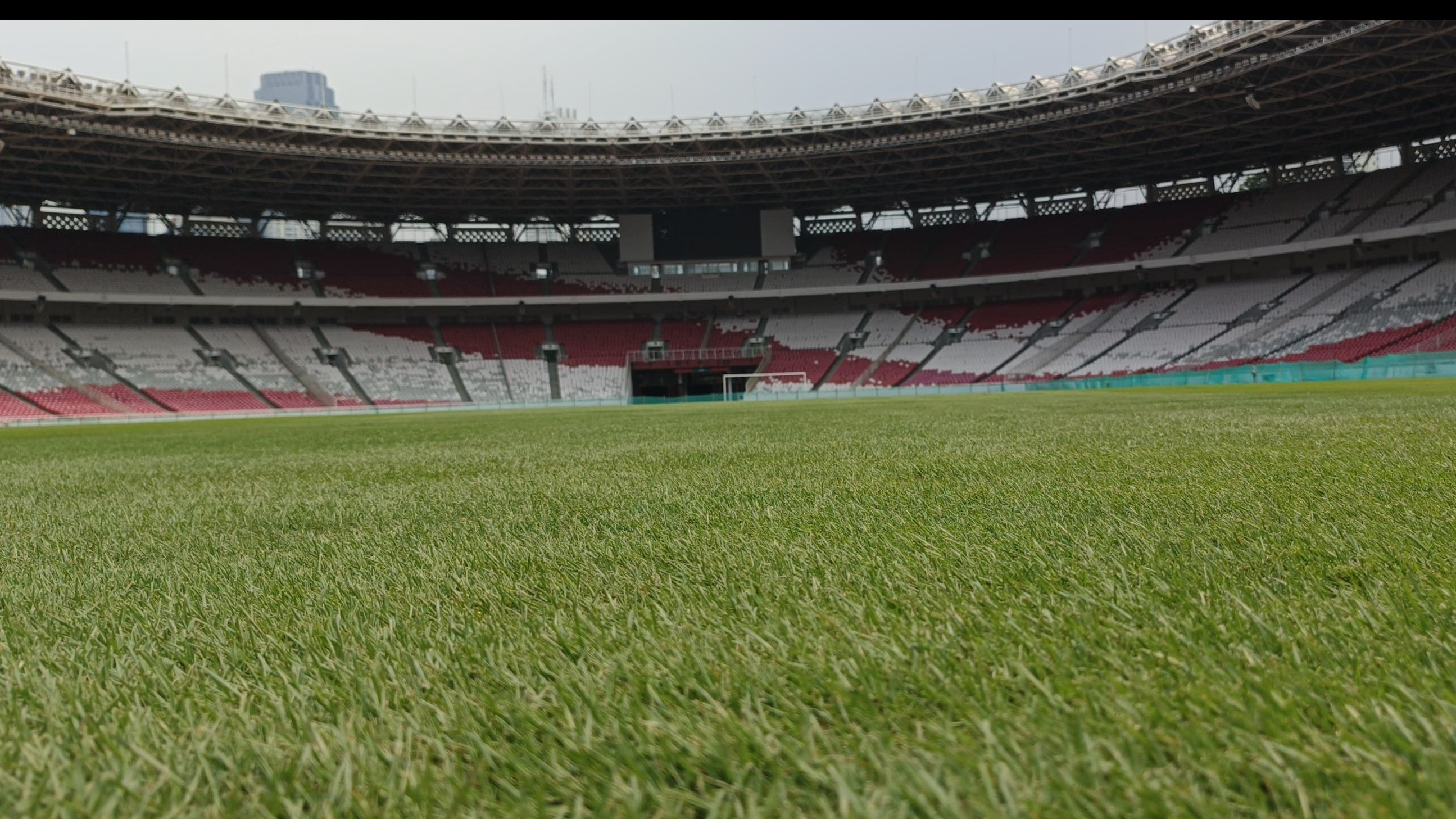 Kondisi Rumput SUGBK Terkini Jelang Laga Timnas Indonesia Vs Jepang dan Arab Saudi