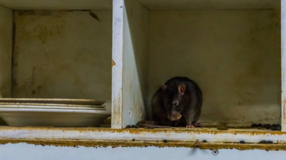 Ilustrasi hewan tikus masuk ke dapur tempat tinggal baik rumah, apartemen, atau kos-kosan