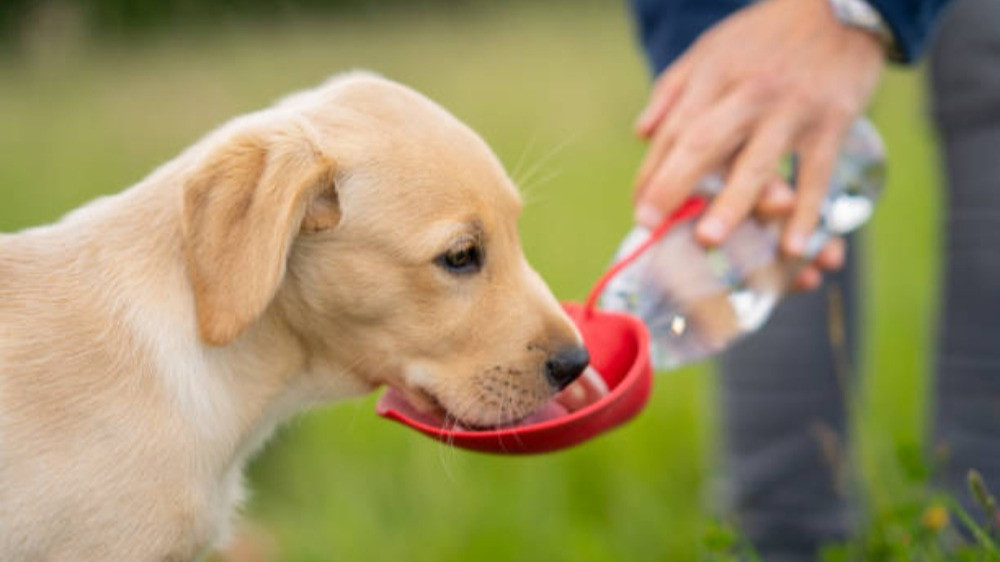 Ilustrasi memberikan minum dan makan kepada hewan anjing