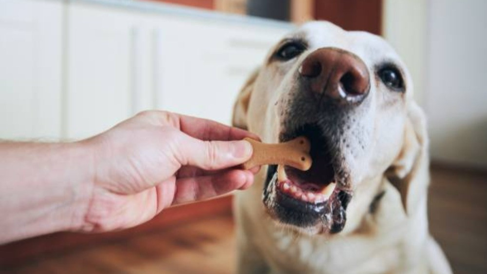 Ilustrasi hewan anjing saat dipelihara di rumah