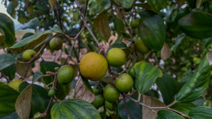 Ilustrasi buah dan daun dari pohon bidara