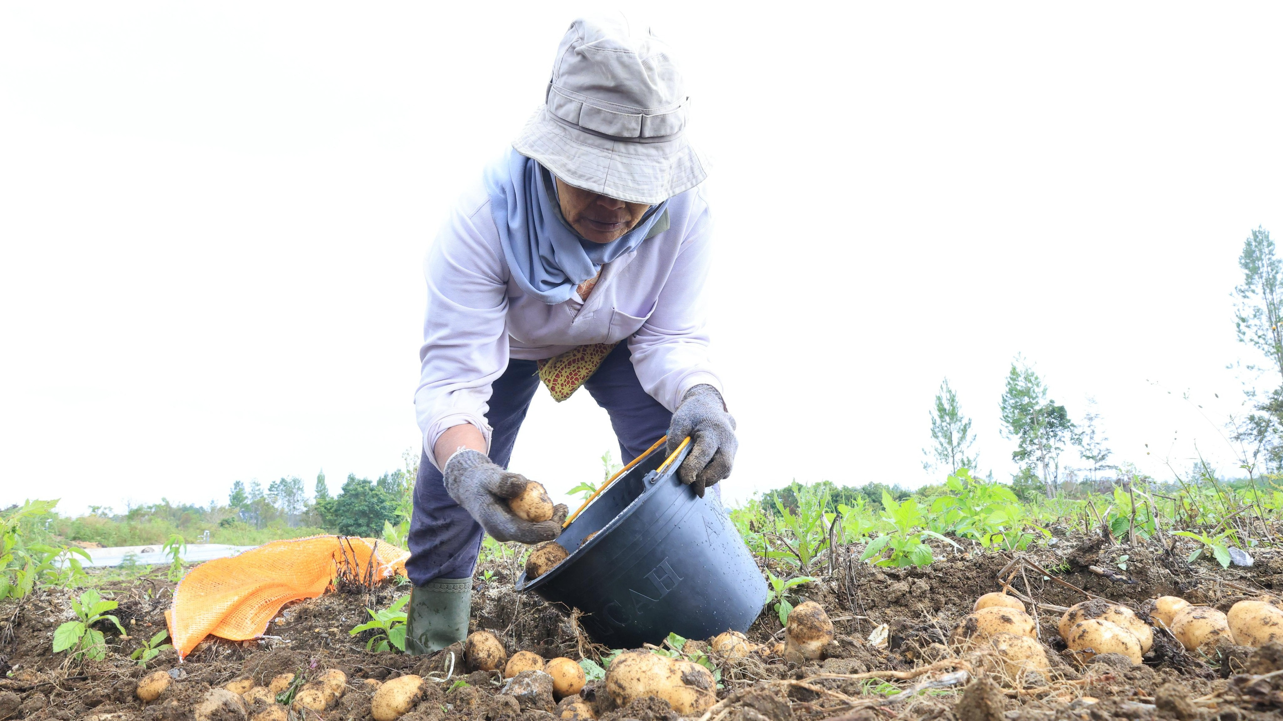 Seorang petani perempuan bekerja menggarap lahan kentang industri milik salah satu perusahaan swasta di Tanah Humbang Hasundutan, Sumatera Utara.