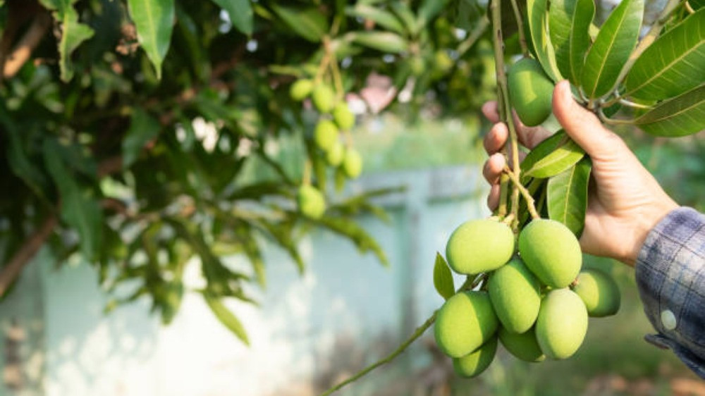 Ilustrasi petik buah mangga dari pohon tetangga yang dahannya masuk rumah orang lain