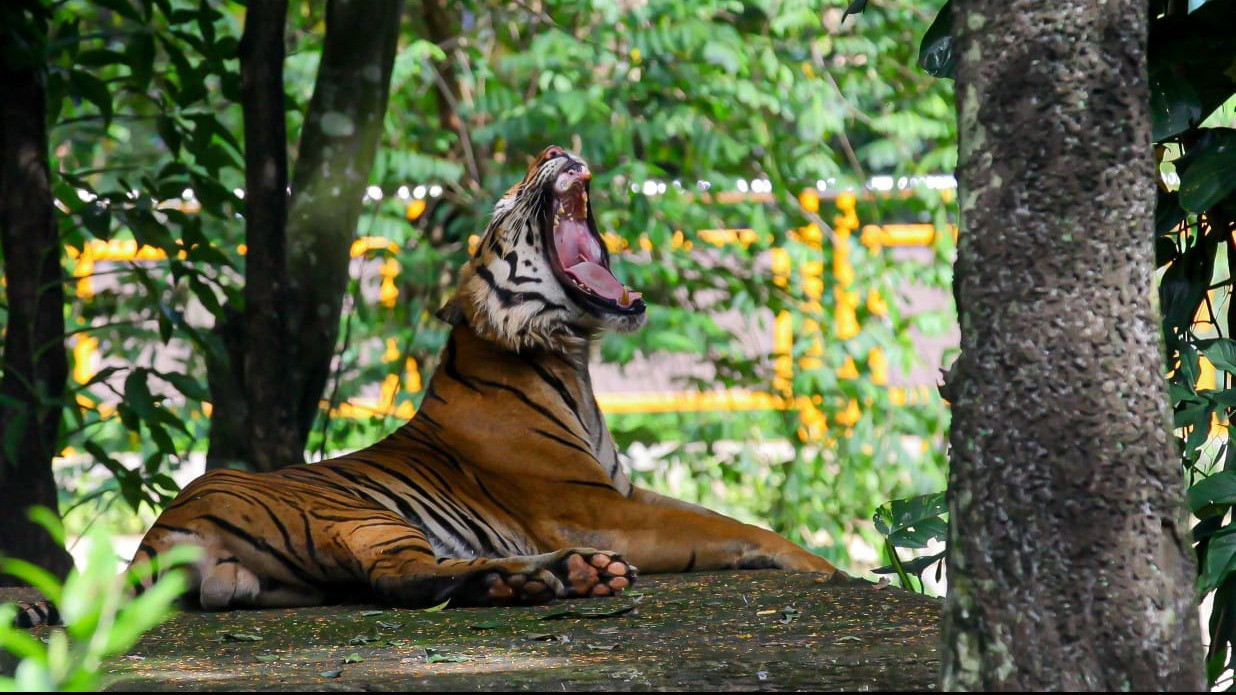 Seekor Hariamu mengaum di Kebun Binatang Ragunan, Jakarta, Sabtu (28/12/2024)