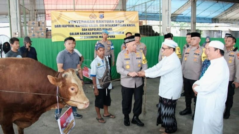 Proses penyerahan empat ekor sapi limosin untuk acara Haul ke-20 Abah Guru Sekumpul