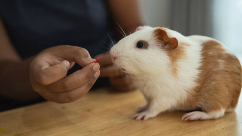 Ilustrasi kasih makan ke hewan hamster saat dipelihara di rumah