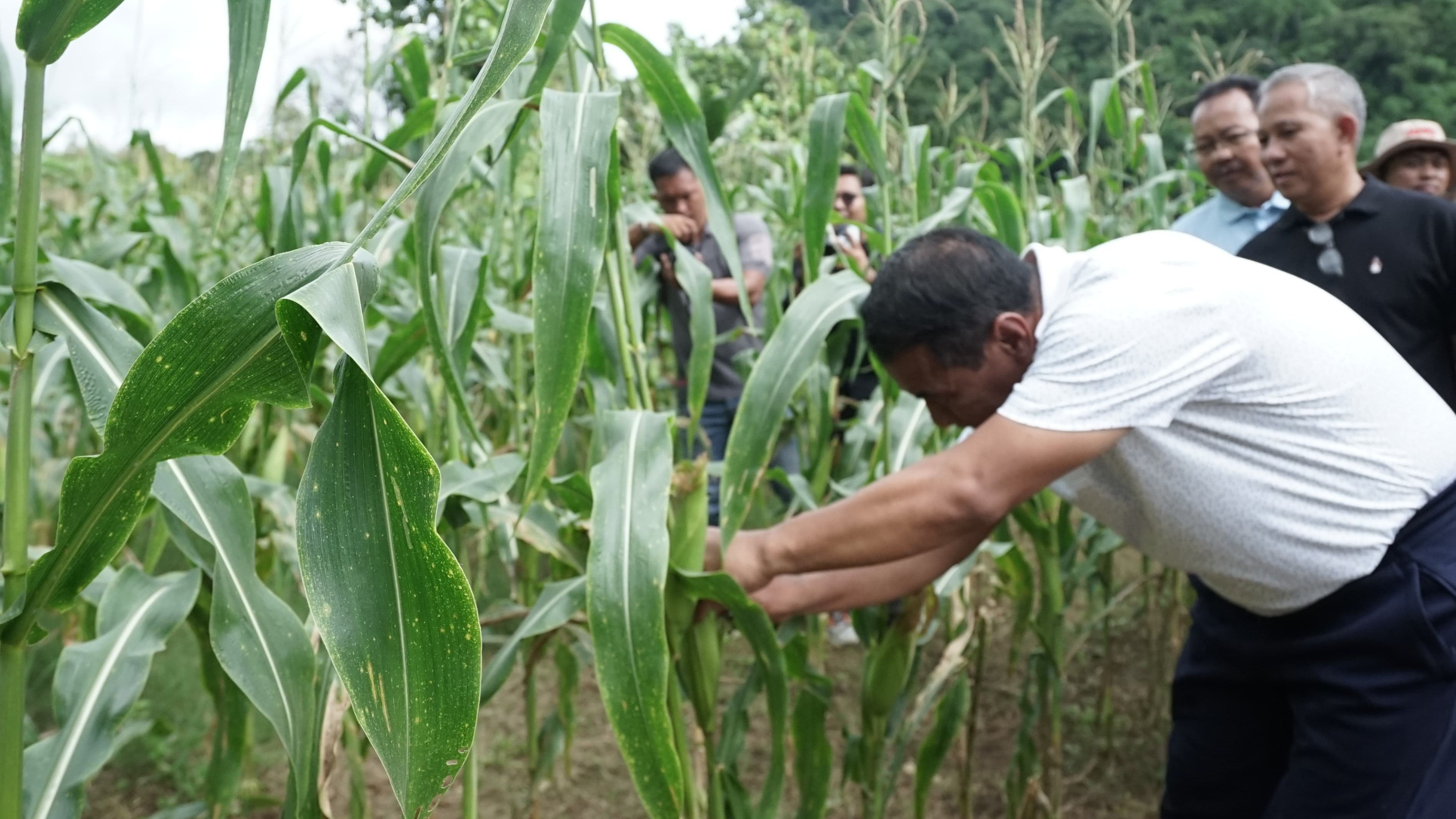 Menteri Pertanian (Mentan) Andi Amran Sulaiman di sela kunjungan kerjanya di Sulawesi Selatan secara khusus membeli jagung petani seluas 1 hektar.