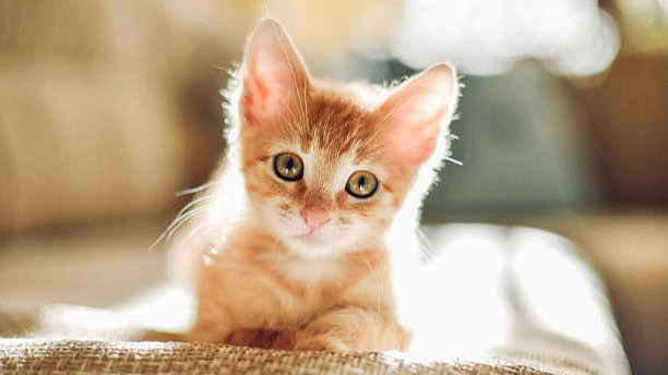Punya Kucing Banyak, Apakah Boleh Disterilisasi dalam Islam? Buya Yahya Sebut Selama Tidak pakai Cara ...