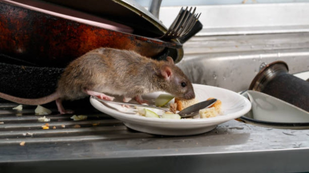 Ilustrasi tikus