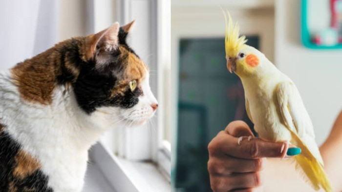 Ilustrasi kucing dan burung sebagai hewan peliharaan di rumah