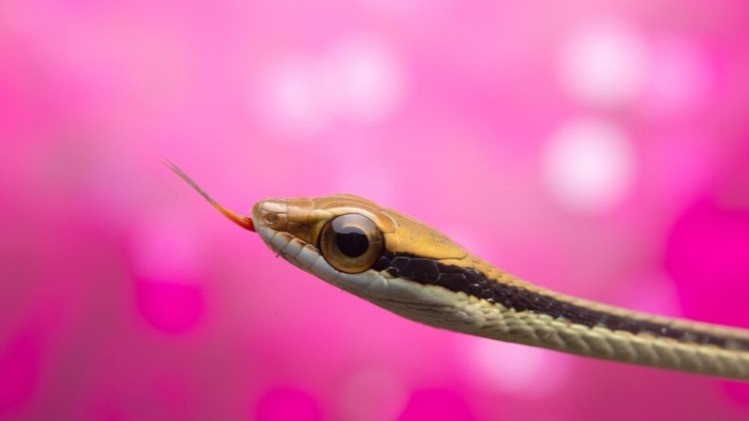 Wanita Belum Menikah Mimpi Ular Masuk Rumah, Bukan Dapat Jodoh, Ternyata Artinya...
            - galeri foto