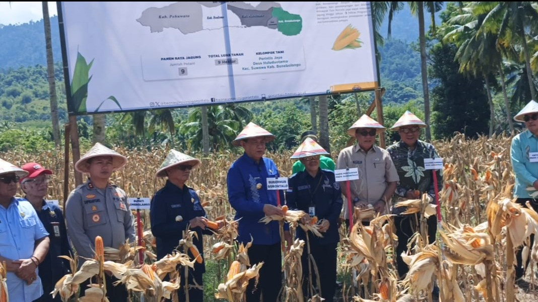Salah satu langkah konkret dalam meningkatkan kemandirian ekonomi masyarakat prasejahtera BAZNAS Provinsi Gorontalo Panen raya jagung dalam program Lumbung Pangan.