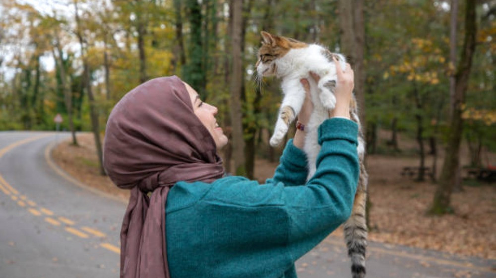 Ilustrasi menggendong kucing